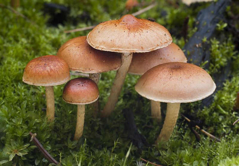 Pholiota highlandensis